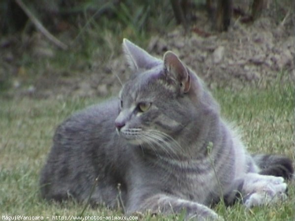 Photo de Chat domestique