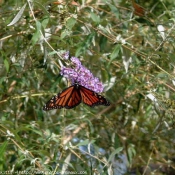 Photo de Papillon