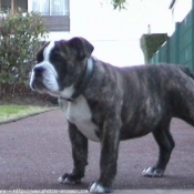 Photo de Bulldog