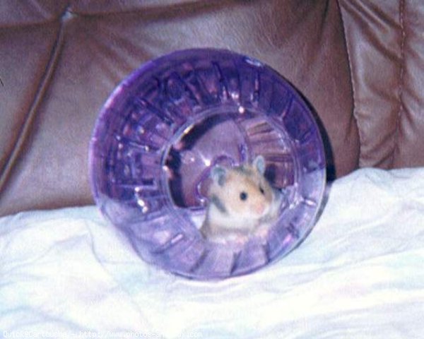 Photo de Hamster