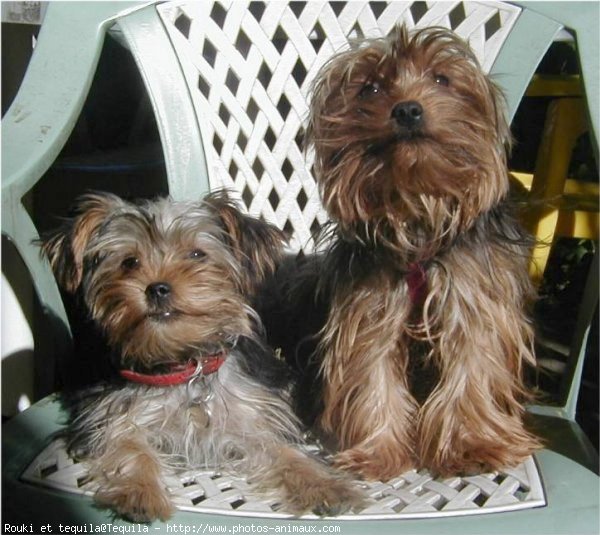 Photo de Yorkshire terrier