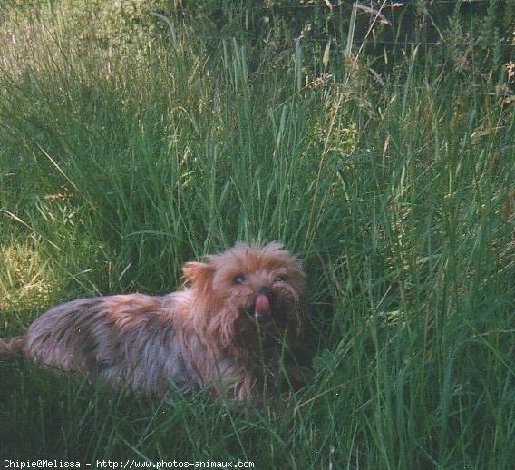 Photo de Yorkshire terrier