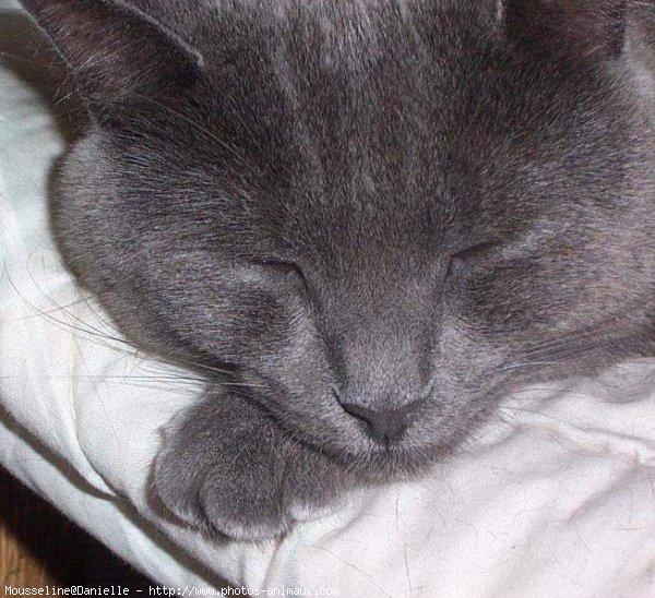 Photo de Chartreux