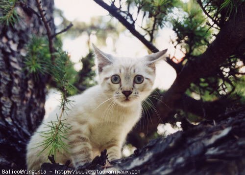 Photo de Chat domestique