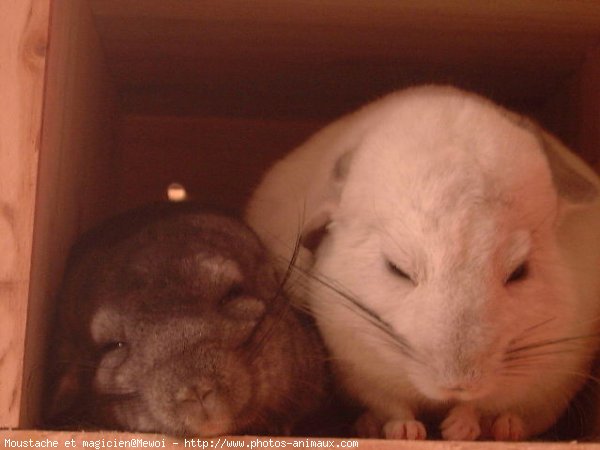 Photo de Chinchilla