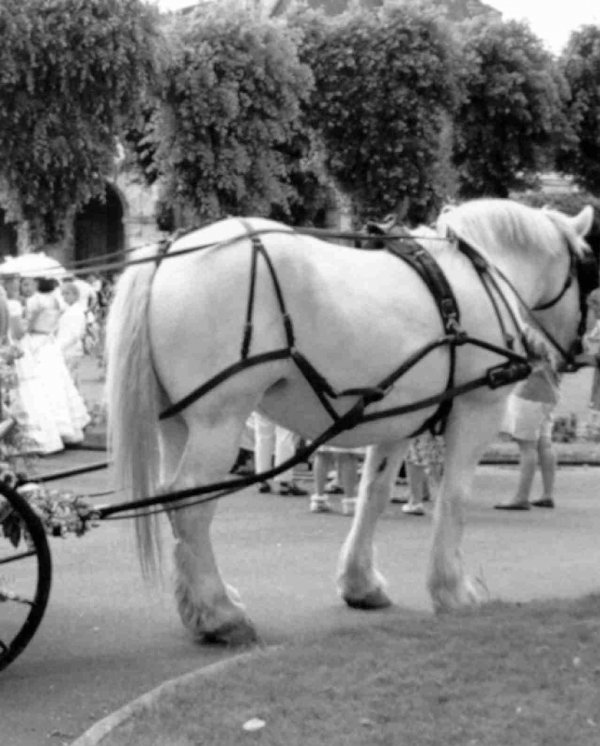 Photo de Percheron