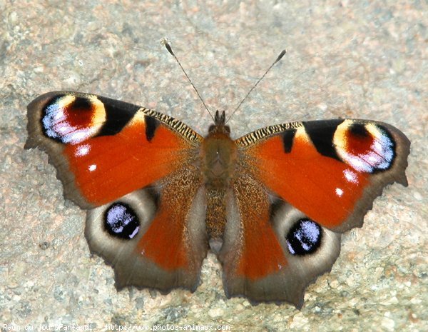 Photo de Papillon - paon du jour