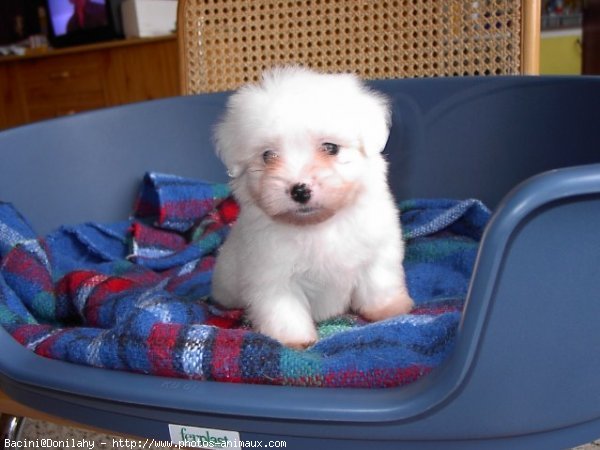 Photo de Coton de tulear