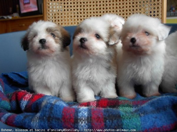 Photo de Coton de tulear