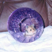 Photo de Hamster