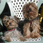 Photo de Yorkshire terrier