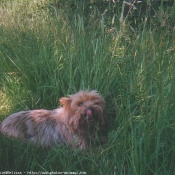 Photo de Yorkshire terrier