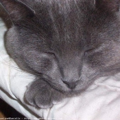 Photo de Chartreux