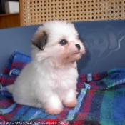 Photo de Coton de tulear