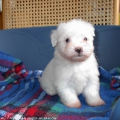 Photo de Coton de tulear