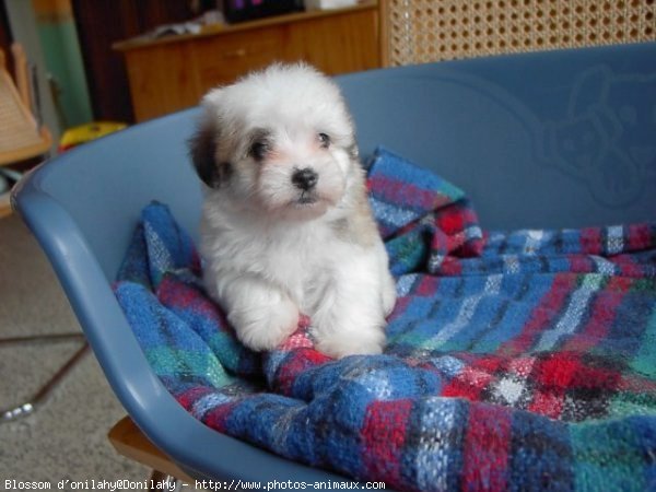 Photo de Coton de tulear