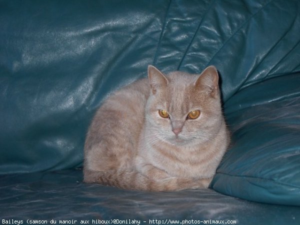 Photo de British shorthair