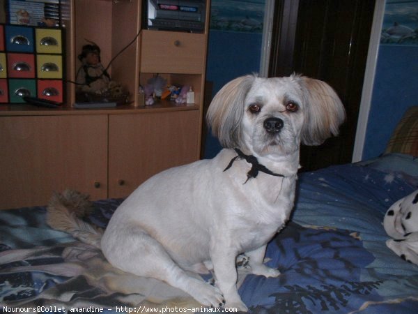 Photo de Lhassa apso