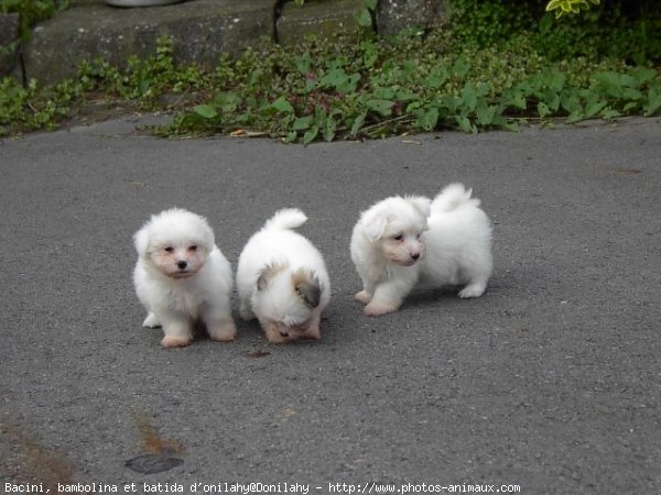 Photo de Coton de tulear