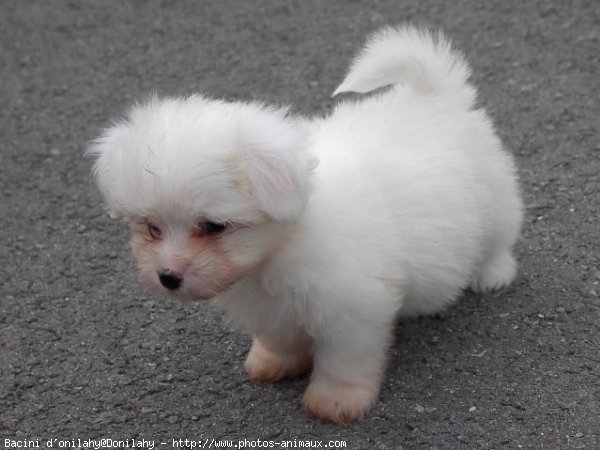 Photo de Coton de tulear