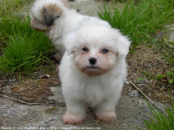 Photo de Coton de tulear