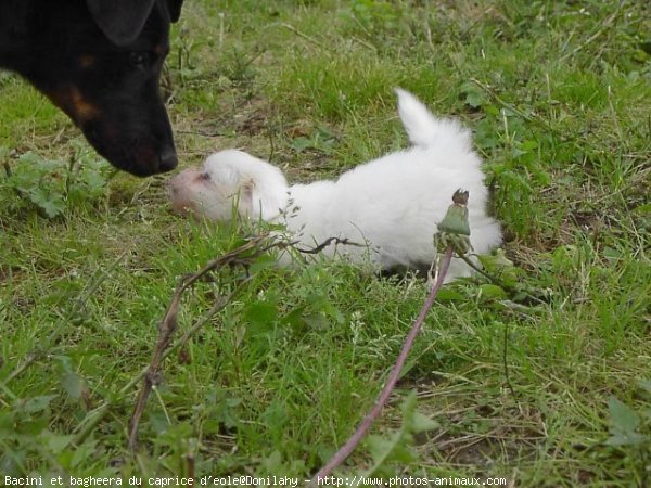 Photo de Coton de tulear