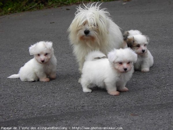 Photo de Coton de tulear