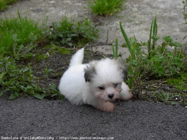 Photo de Coton de tulear