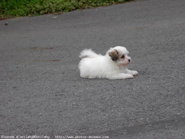 Photo de Coton de tulear