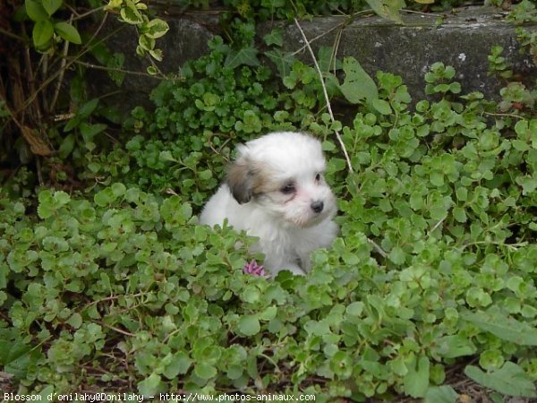 Photo de Coton de tulear