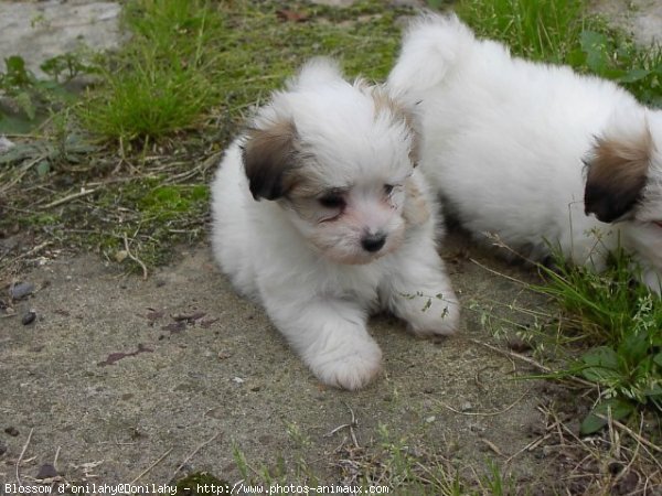 Photo de Coton de tulear