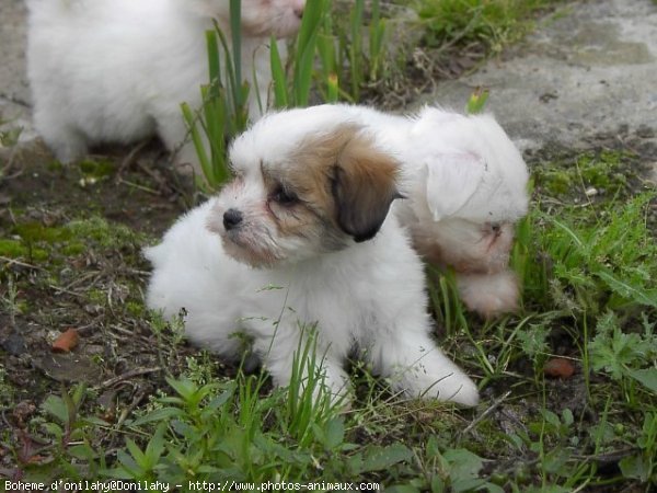 Photo de Coton de tulear