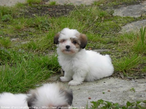 Photo de Coton de tulear