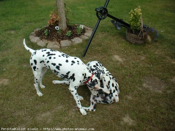 Photo de Dalmatien