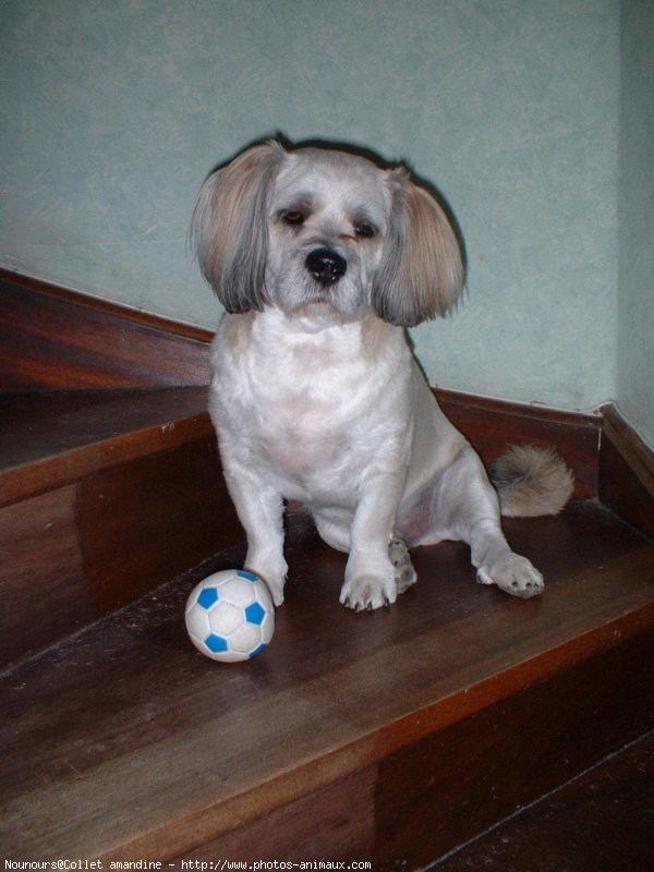 Photo de Lhassa apso