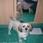 Photo de Lhassa apso