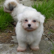 Photo de Coton de tulear