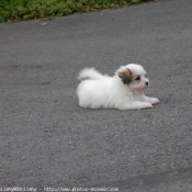 Photo de Coton de tulear