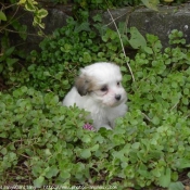 Photo de Coton de tulear