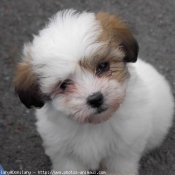 Photo de Coton de tulear