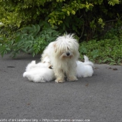 Photo de Coton de tulear