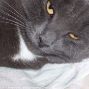 Photo de Chartreux