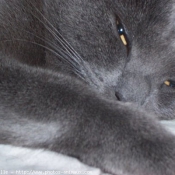 Photo de Chartreux