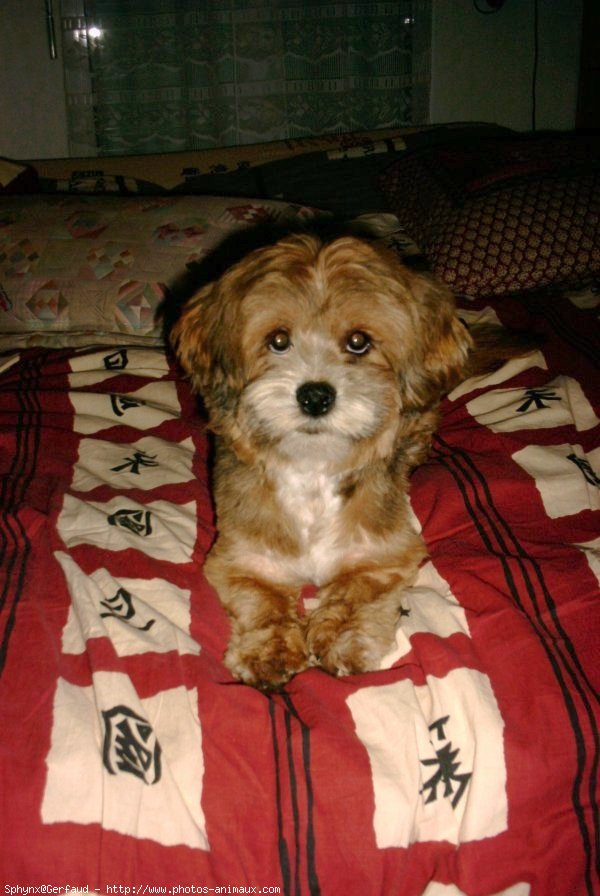 Photo de Lhassa apso