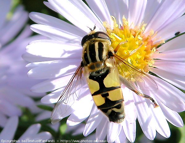 Photo de Mouche