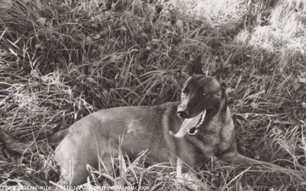 Photo de Berger belge malinois