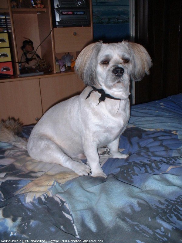 Photo de Lhassa apso