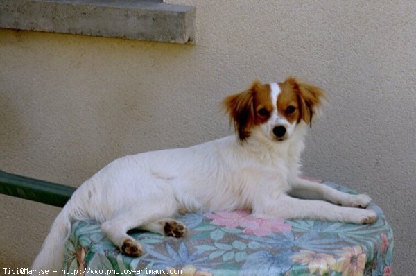 Photo d'Epagneul nain papillon