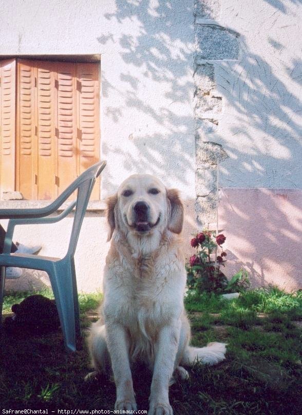 Photo de Golden retriever