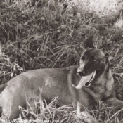 Photo de Berger belge malinois